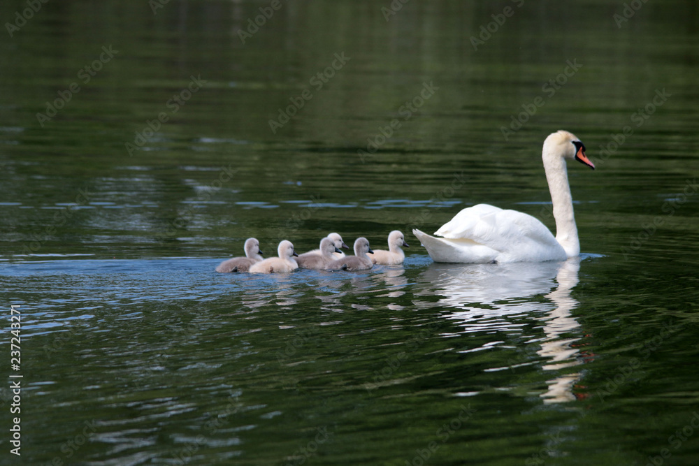 Swans at the lake in winter and spring Swans at the lake in winter and spring