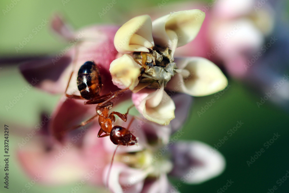 Ant on flower in bright summer sun Ant on flower in bright summer sun