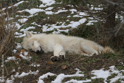 Arctic Wolf Asleep