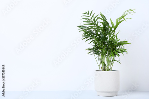 Green plant in pot on grey background