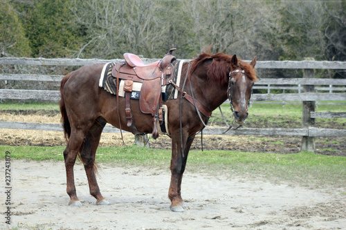 Old beloved horse done up in his Western tack for a pleasure ride