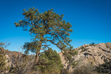 Pine Tree in Desert Rock Canyon