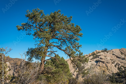 Pine Tree in Desert Rock Canyon