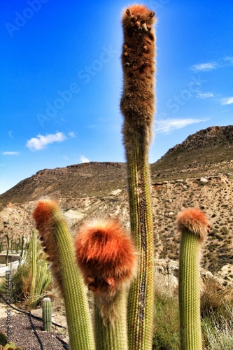 Senilis cactus in the garden in Almeria, Spain photo