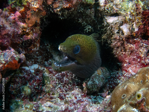 An Undulated Moray Eel (Gymnothorax undulatus) in the Indian Ocean
