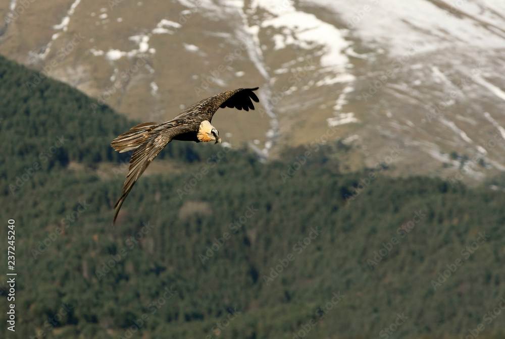 Obraz premium Lammergeier. Gypaetus barbatus. Scavenger