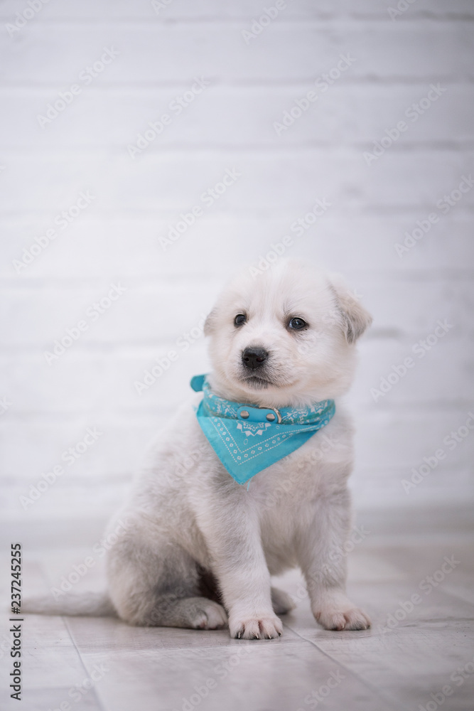 white puppy on a white brick wall background white puppy on a white brick wall background
