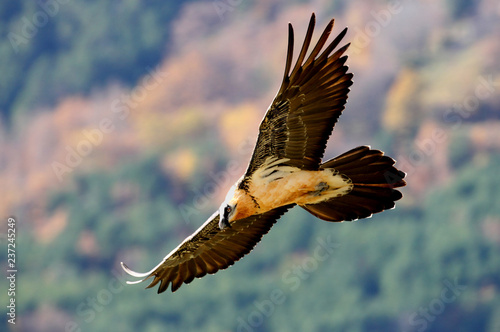Lammergeier. Gypaetus barbatus. Scavenger