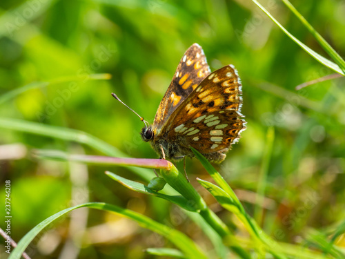 The Duke of Burgundy butterfly ( Hamearis lucina ) resting