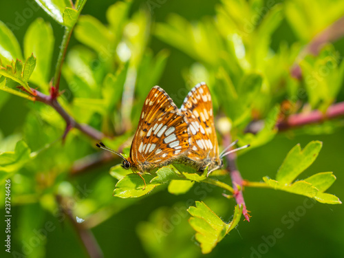 The Duke of Burgundy butterfly ( Hamearis lucina ) mating photo