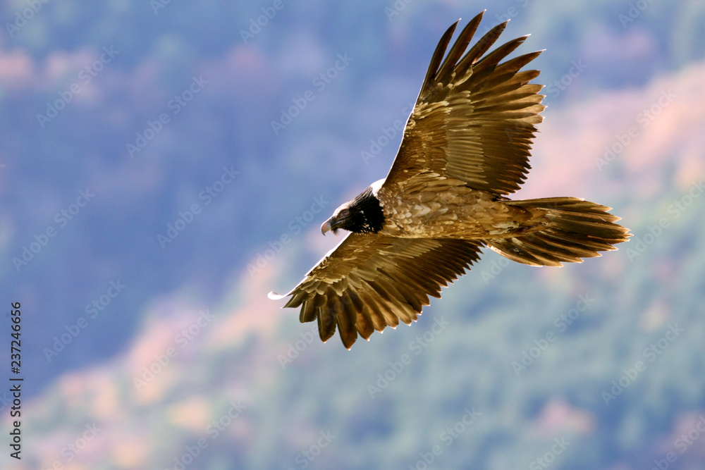 Obraz premium Lammergeier. Gypaetus barbatus