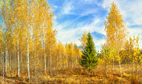 autumn landscape panorama with forest