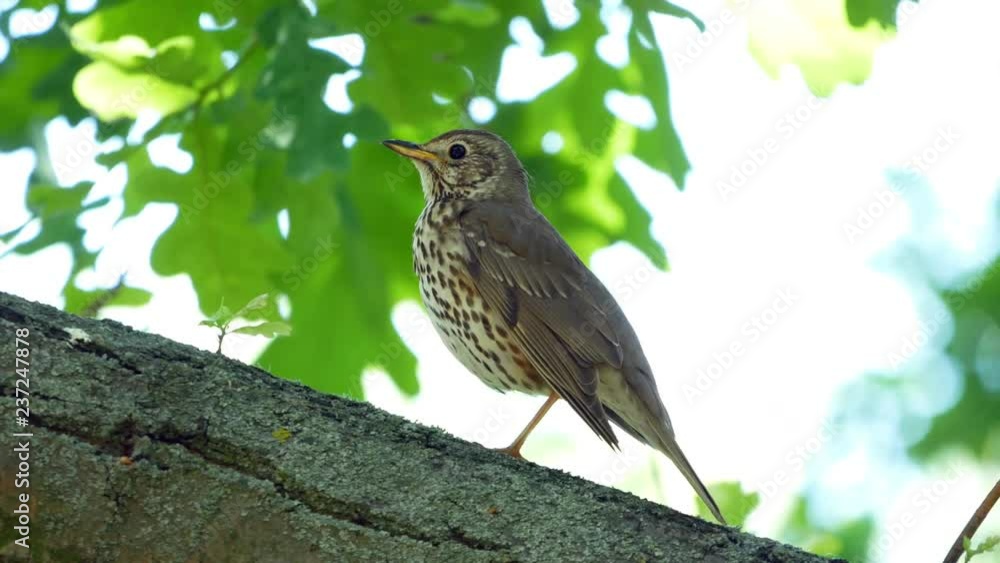 Thrush singing on the tree. Small bird sitting on tree and singing. Thrush singing on the tree. Small bird sitting on tree and singing.