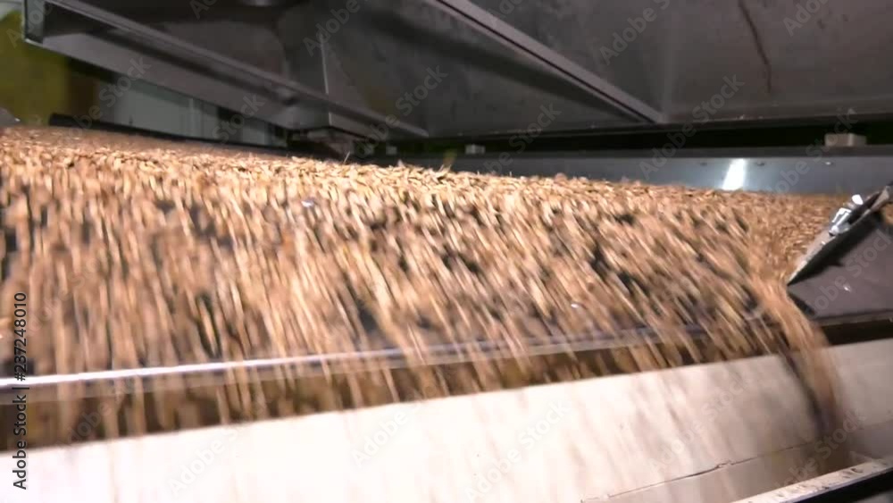 Preseeding preparation of seeds: cleaning, sifting. Modern equipment for cleaning cereals from debris, the production of food grains, industrial. Calibration of seeds. Grain cleaning equipment. Preseeding preparation of seeds: cleaning, sifting. Modern equipment for cleaning cereals from debris, the production of food grains, industrial. Calibration of seeds. Grain cleaning equipment.