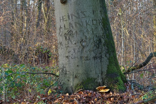 Memories in the forest. A tree with carvings dated to WWII. 