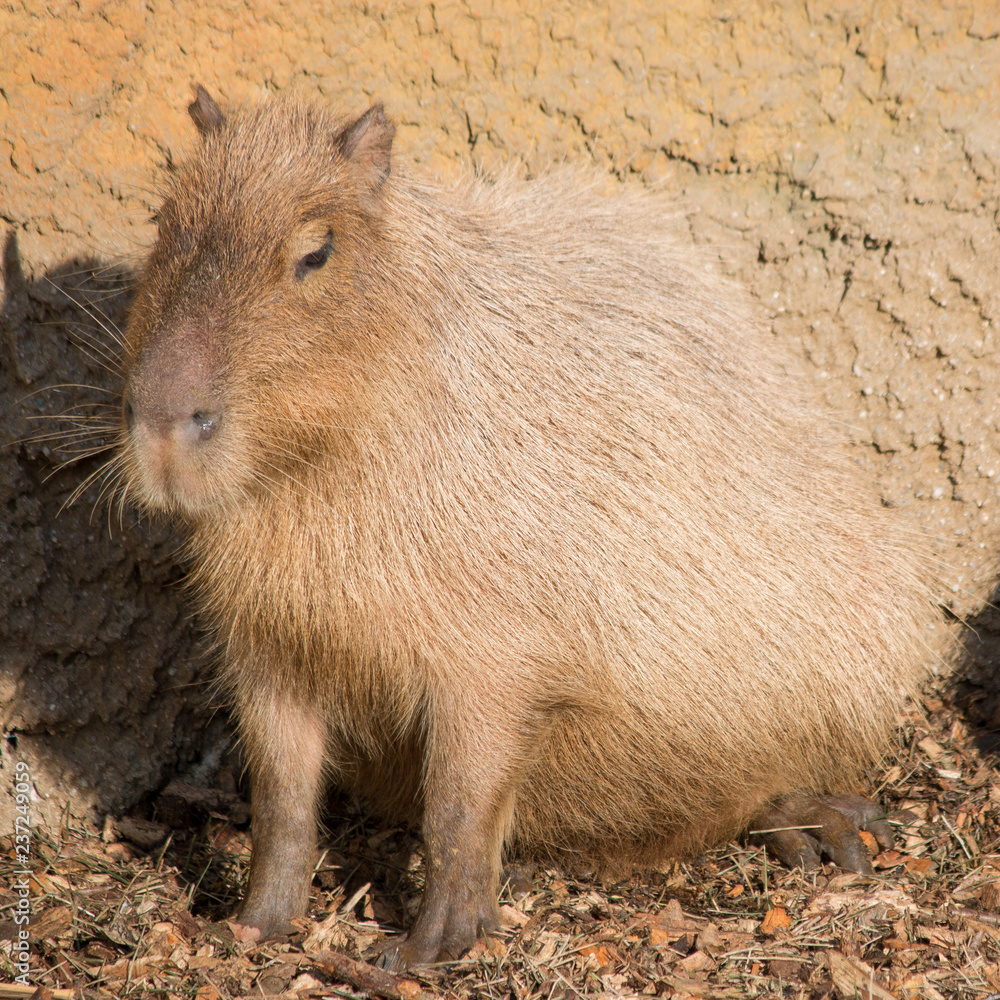 Capybara Wasserschwein (Hydrochoerus hydrochaeris) Capybara Wasserschwein (Hydrochoerus hydrochaeris)