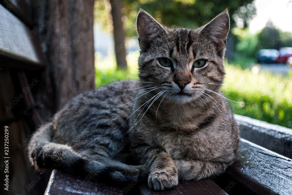 Fototapeta premium cat 2