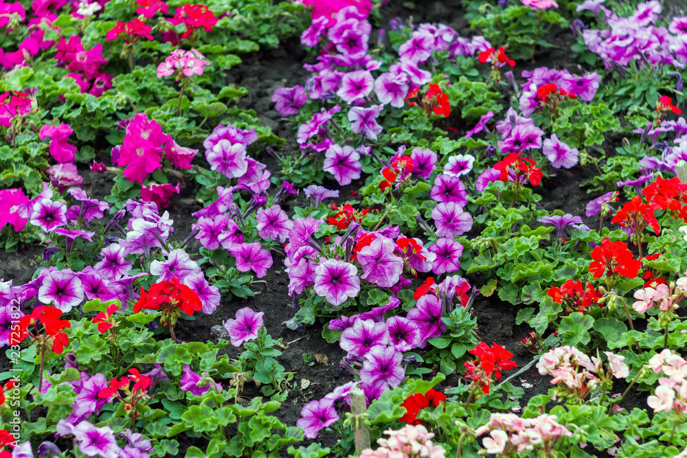 Popular flower Petunia is flowering plants of South American origin