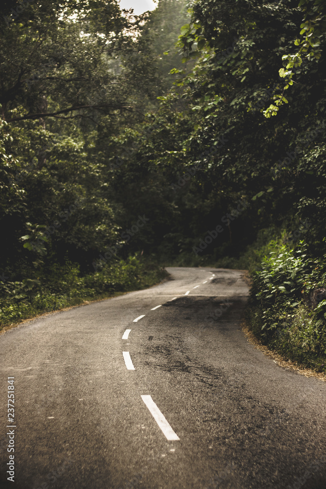 Fototapeta premium Through The Jungle