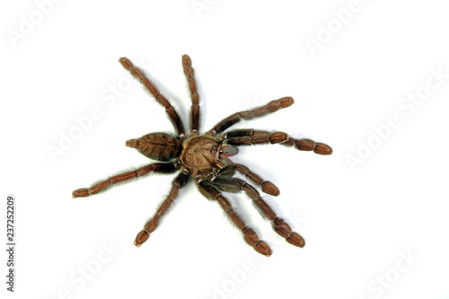 indonesische Vogelspinne (Lampropelma nigerrimum) - tarantula from Indonesia photo