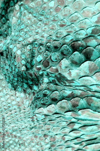 Abstract Coloured Real Snake Skin Snakeskin Animal Print Background