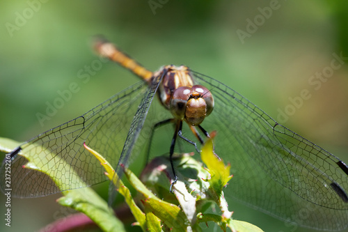 Dragonfly eating