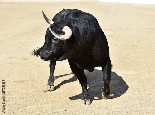 angry bull running in spanish bullring