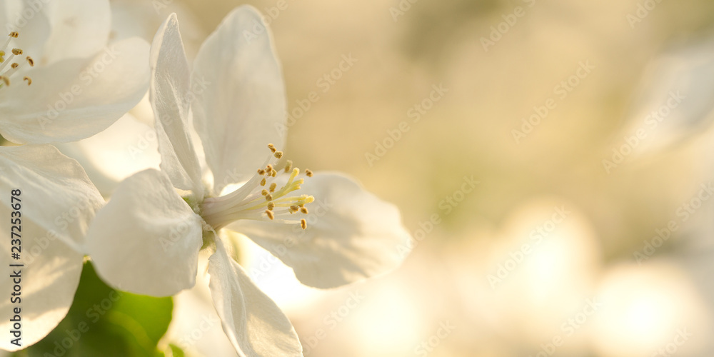 beautiful flower of apple blossoming in summer sunny garden beautiful flower of apple blossoming in summer sunny garden