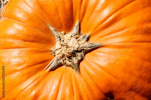 Wallpaper Mural Pumpkin stem as viewed from above Torontodigital.ca
