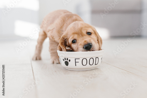 English cocker spaniel puppy eating dog food