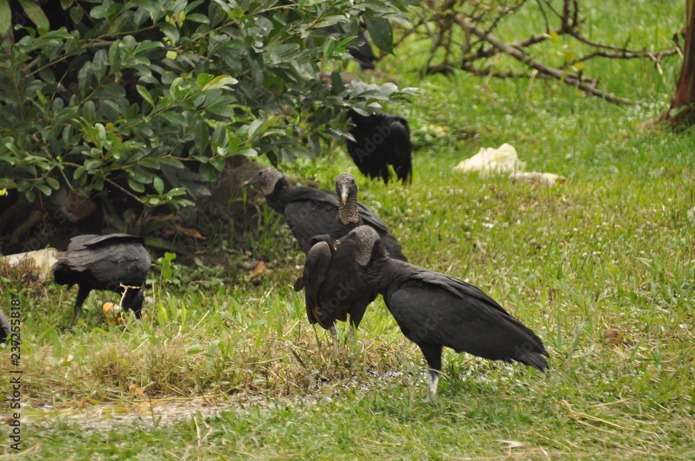 Fototapeta premium Black vulture. Eating carrion black bird with a sense of smell and a head without feathers