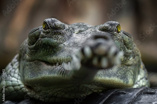 Indian gavial photo