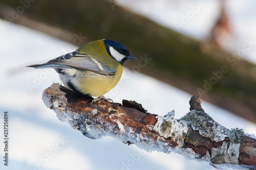 Great tit sits on a snow covered birch branch in a clearing in a winter forest park.