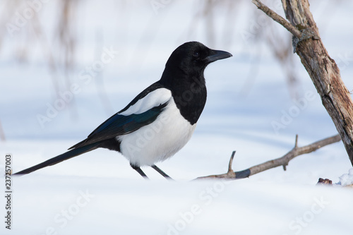 Eurasian magpie sits on a snow in a clearing in the winter forest park on a clear day.
