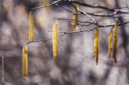Spring flowers of Common hazel (Corylus avellana) similar to earrings, spring background