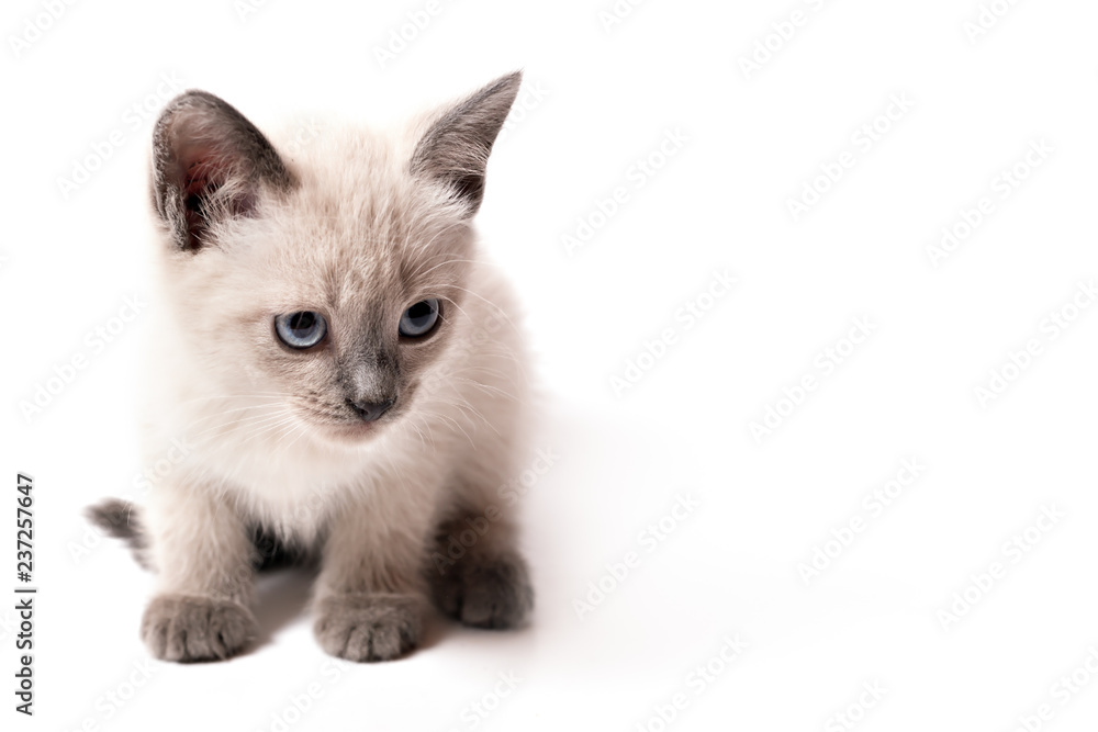 The kitten of color point sits on a white background
