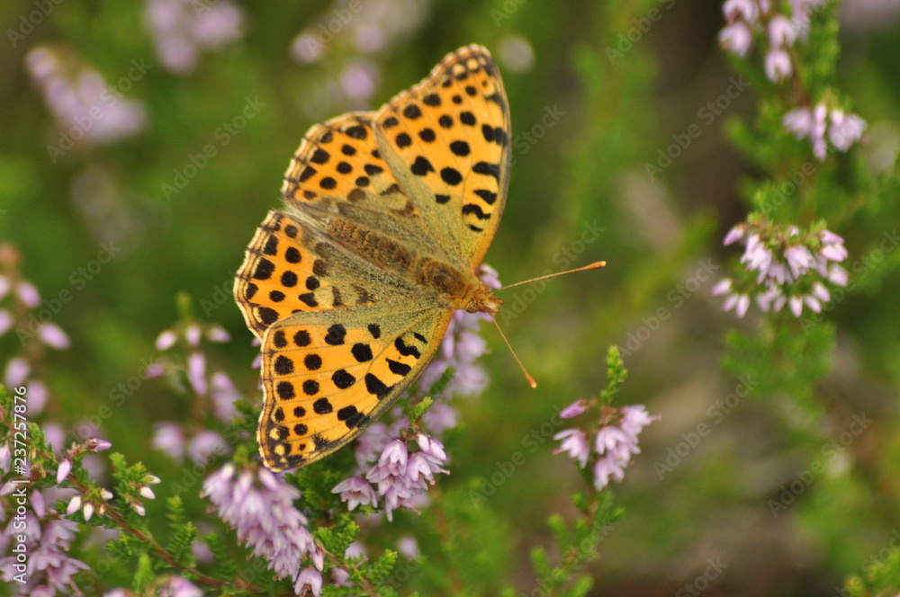 Dark green fritillary butterfly sitting on the heather in the forest. Insect with orange wings with black spots Dark green fritillary butterfly sitting on the heather in the forest. Insect with orange wings with black spots