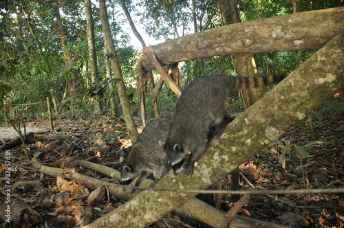 Raccoon, the bouncing pet in the Manuel Antonio National Park in Costa Rica.