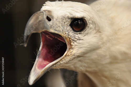 Portrait of a white-bellied sea eagle trapped in a cage. Indonesia, Java. photo