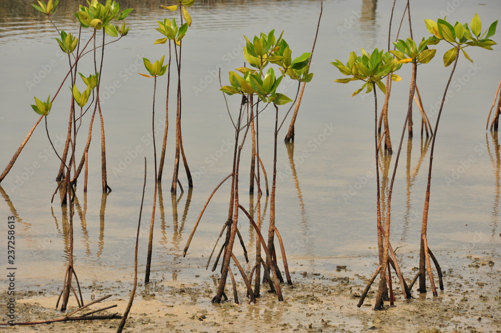 Young mangrove growing from salty water on supporting roots, at low tide Young mangrove growing from salty water on supporting roots, at low tide