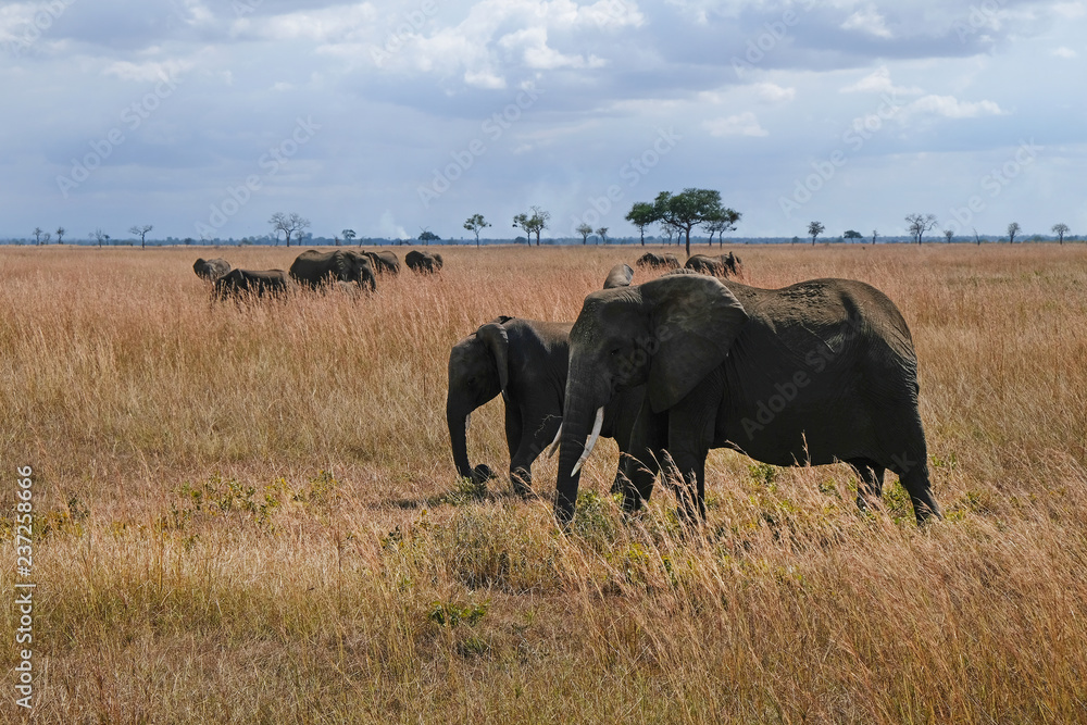 Fototapeta premium Herd of elephants Tanzania safari