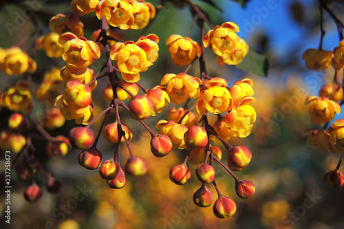 Barberry flowers on a background of foliage and blue sky. Petals are red and yellow. Close up