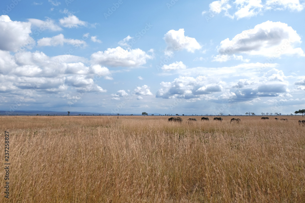 Herd of elephants Tanzania safari Herd of elephants Tanzania safari
