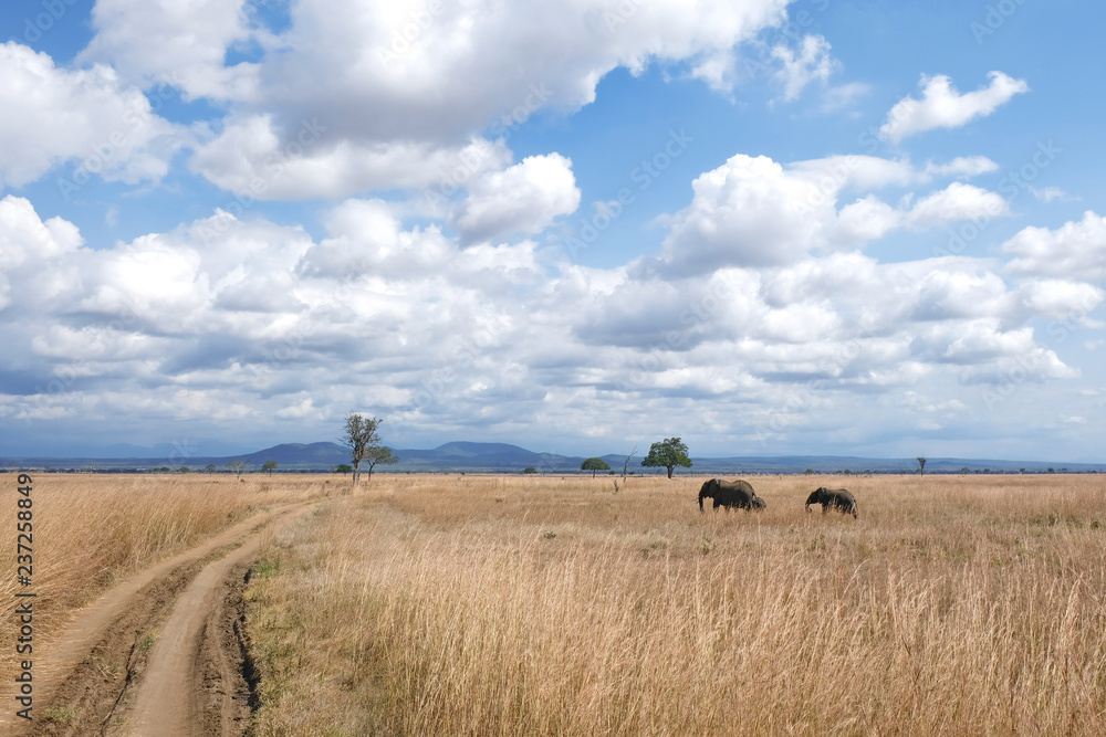 Obraz premium Herd of elephants Tanzania safari