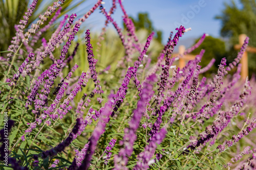 Close up shot of beautiful purple Salvia officinalis blossom