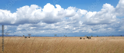 Herd of elephants Tanzania safari