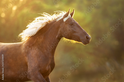 Horse portrait in motion © kwadrat70