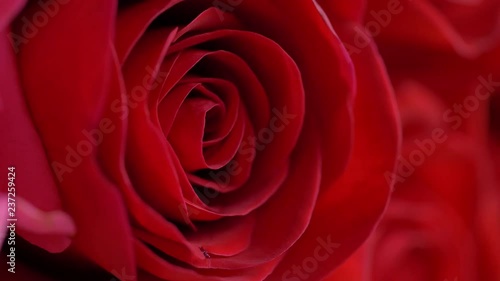 Wallpaper Mural close-up red rose flower Torontodigital.ca