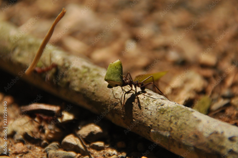 Leaf Cutting ants collect stock, leaf fragments for mushroom growing in Central American jungle. Panama. Leaf Cutting ants collect stock, leaf fragments for mushroom growing in Central American jungle. Panama.
