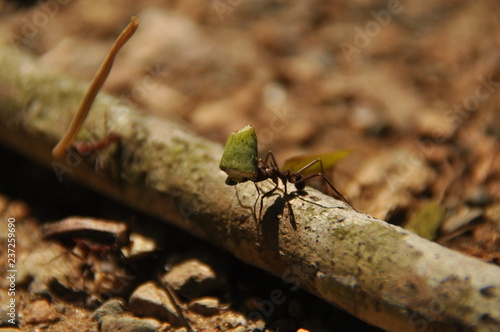Leaf Cutting ants collect stock, leaf fragments for mushroom growing in Central American jungle. Panama.